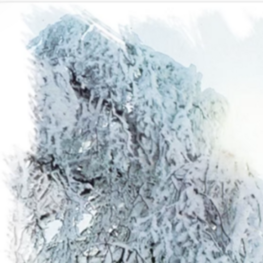Cover of an album, showing a tree covered in snow.