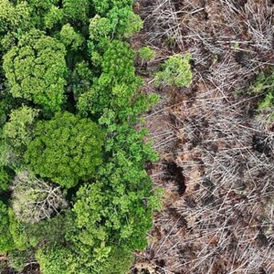 A aerial view of a jungle landscape, on the left lie lush green trees while on the right are brown, dead trees.