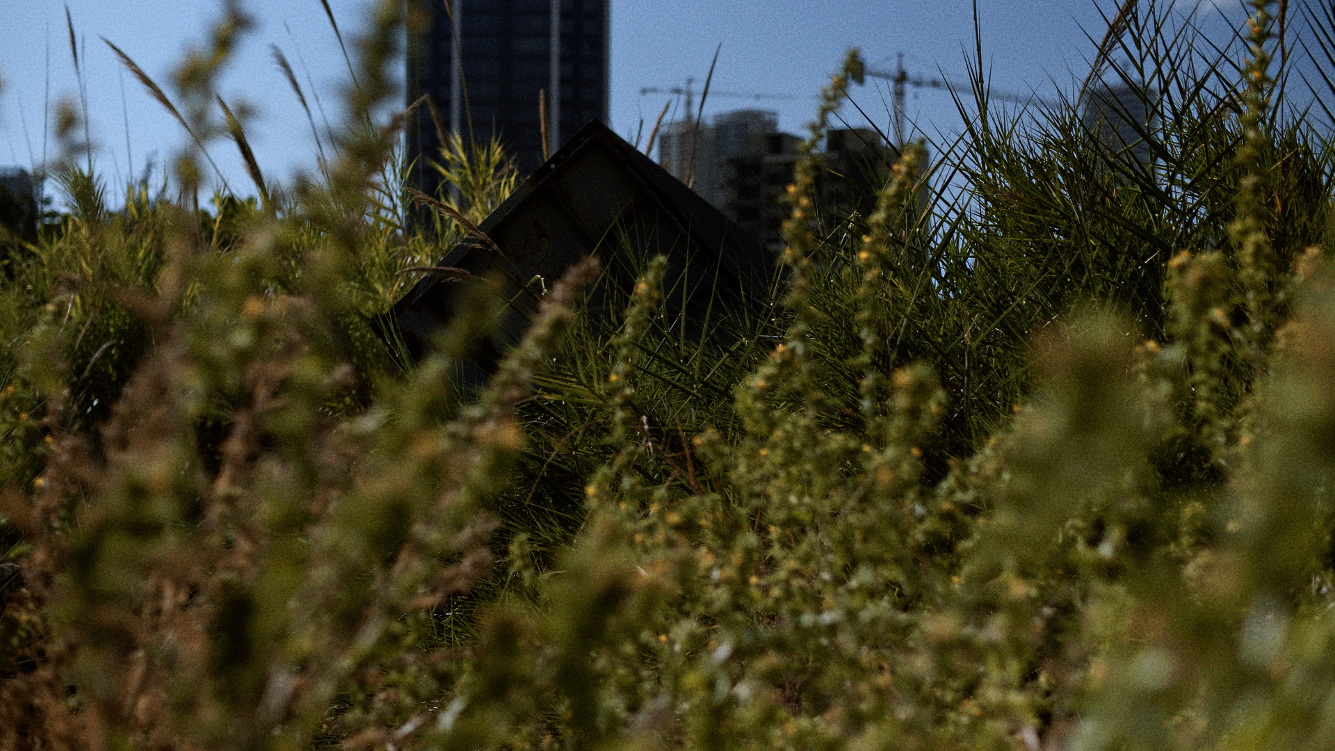 Film still from ‘Odorless Blue Flowers Awake Prematurely’. (c) Panos Aprahamian